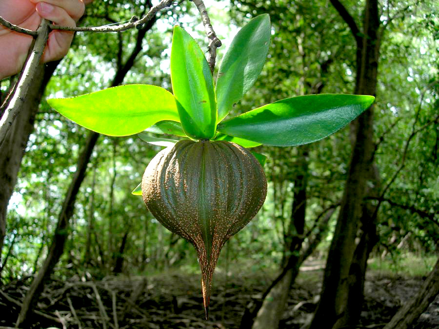 Pelliciera rhizophorae fruits